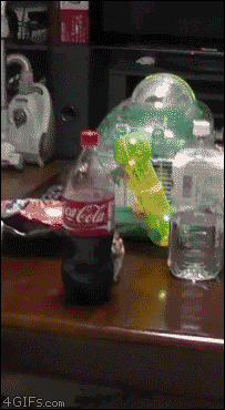 funny-hamster-hiding-soda-coke-bottle-an