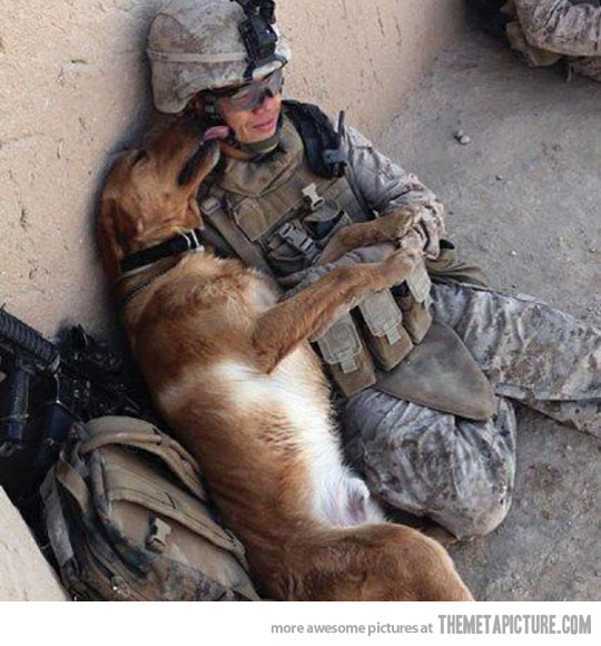 Bilder-Thread funny-dog-soldier-best-friends
