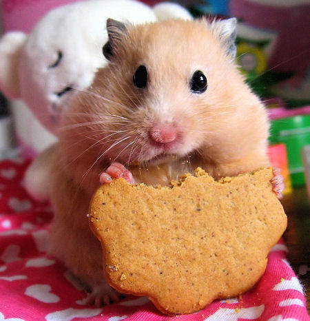 cute-hamster-eating