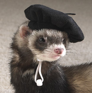 Ferret-in-a-Beret-XD-ferrets-13819161-31