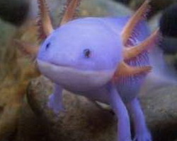 thumb-axolotl-ein-grossartiges-tier-1245