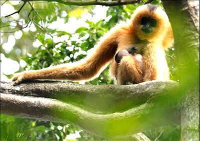 6a40b7 Hainan-Gibbon