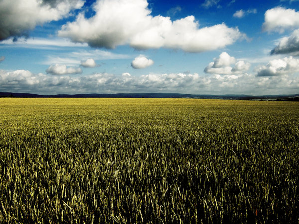 corn field by jacobreisek