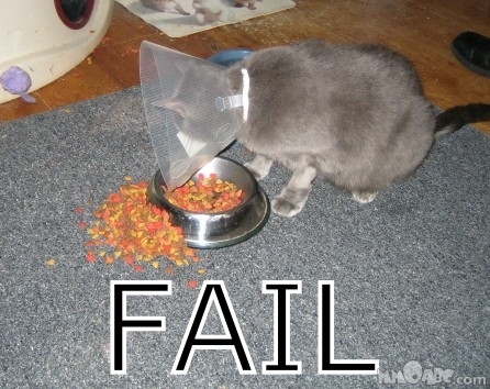Bilder-Thread Cat FAIL