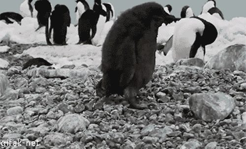 pinguin stolpert