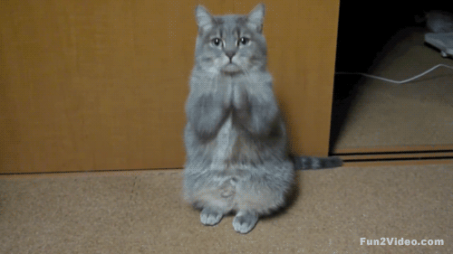 cat gif funny animations