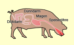 RTEmagicC schwein Verdauung03 w.jpg