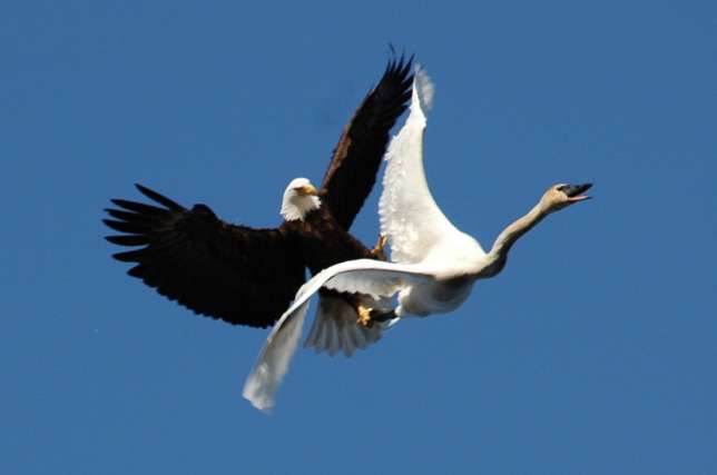 Adler-greift-sich-Schwan