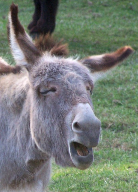 Bilder-Thread braying donkey 001.sized