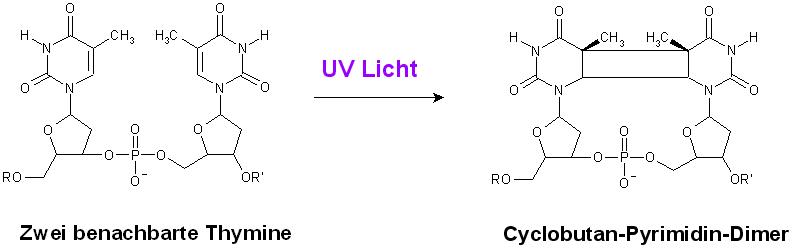 Thymin dimer bildung