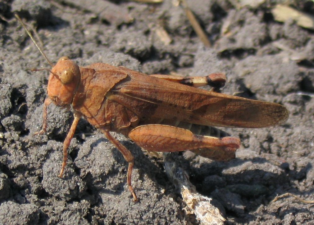 Oedipoda caerulescens