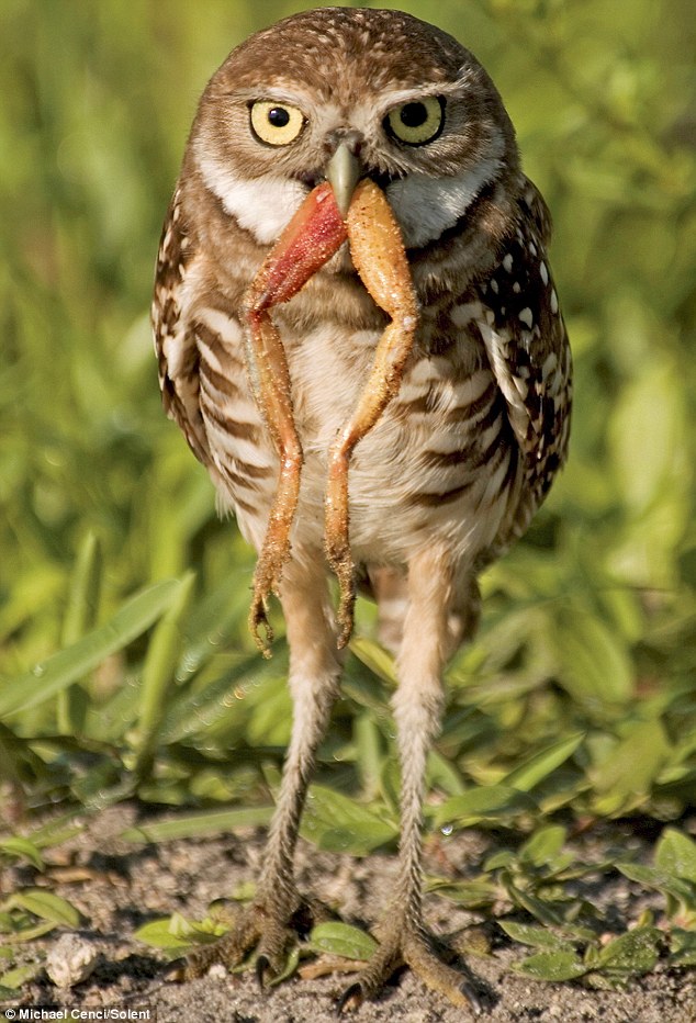 Bilder-Thread 83be98 owl eating frog