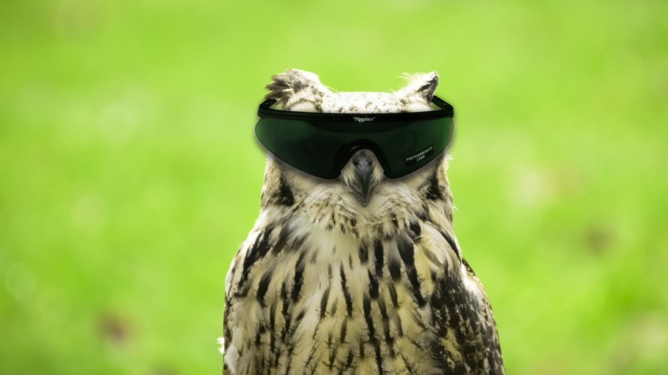 Glasses-Funny-Owls-Photomanipulations-76