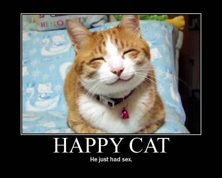 happy-cat