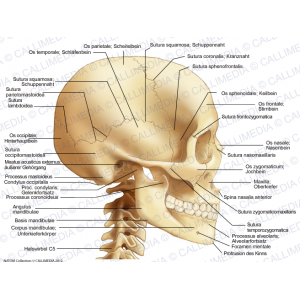 kopf-seitenansicht-knochen