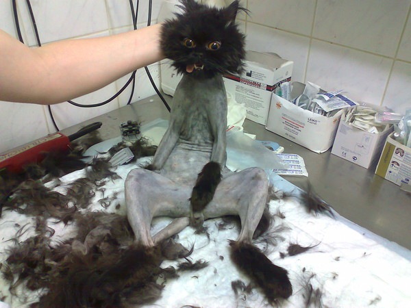 Bilder-Thread naked-cat