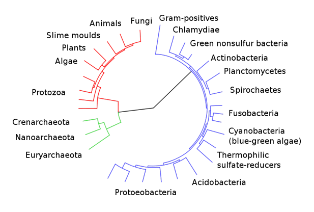 800px CollapsedtreeLabels simplified.svg