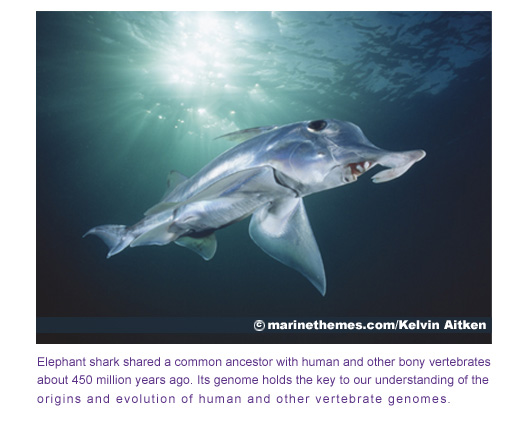 elephant shark side