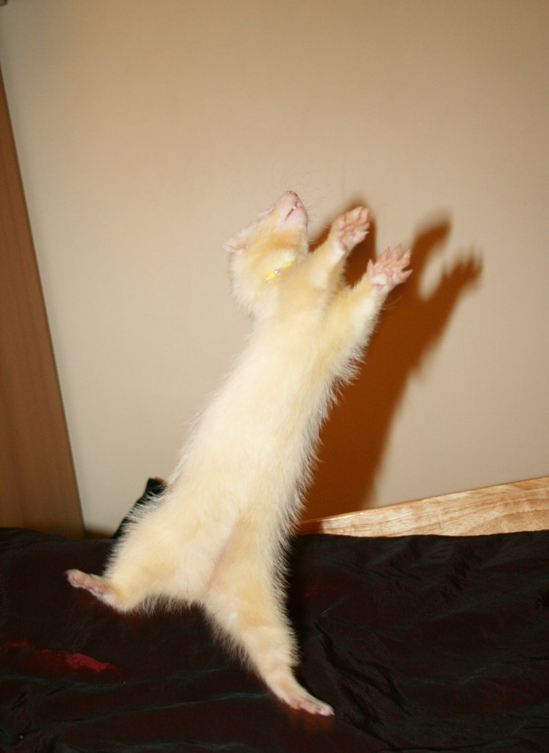 Bilder-Thread ferret war dance by agniux