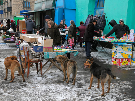 ukraine lebensumstaende body hunde ap.45