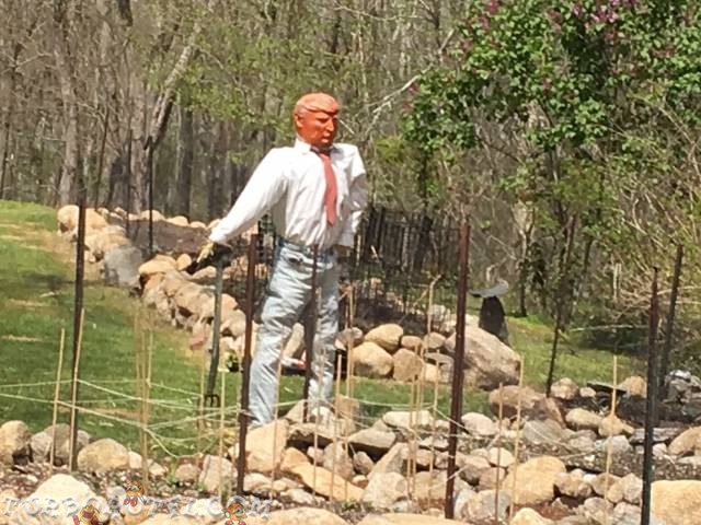 Scarecrow-Donald-Trump