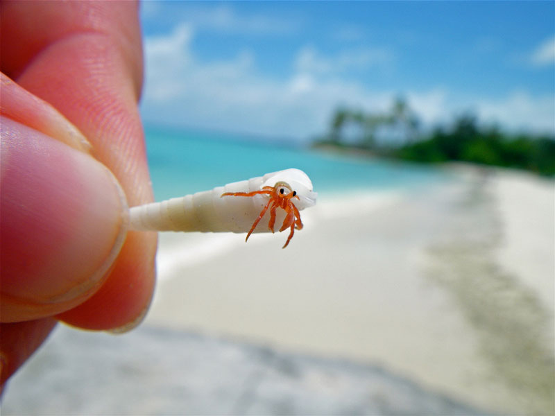 Bilder-Thread tiny-hermit-crab-macro-closeup