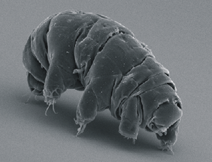 300px-SEM image of Milnesium tardigradum