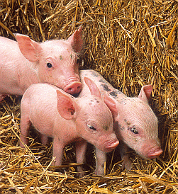 ferkel im stroh 250