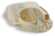 skull of doll faced persian