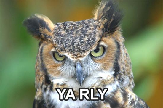 Bilder-Thread funny owl picture 28