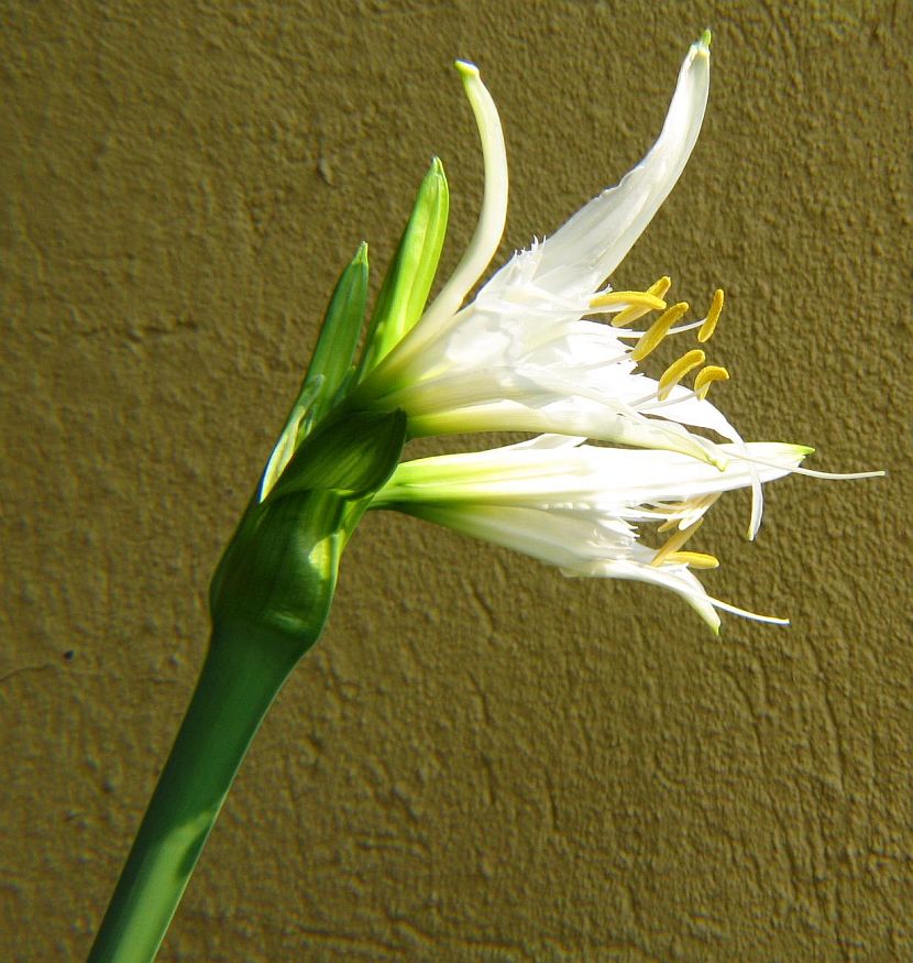 a20235 Hymenocallis