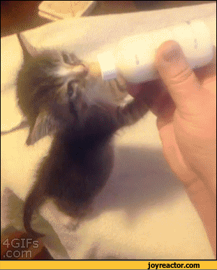 gif-kitten-animals-cute-908415