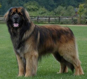 leonberger