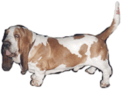 basset-hound