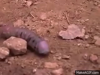 Fumos miese Spelunke giphy