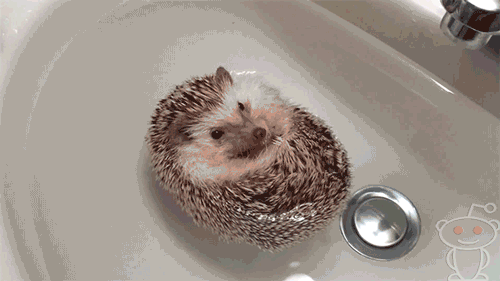 76039-Hedgehog-Bath-Cute-Gif-gif-Animati