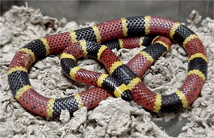 coralsnake-430