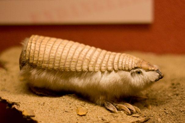 Bilder-Thread strange-animals-you-didnt-know-10-2