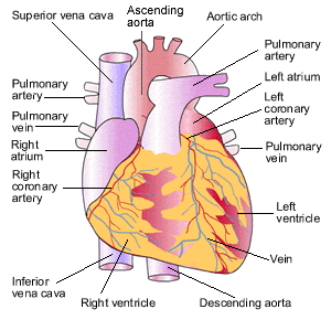 anatomy of heart
