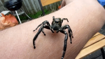 spiders-cause-phobias
