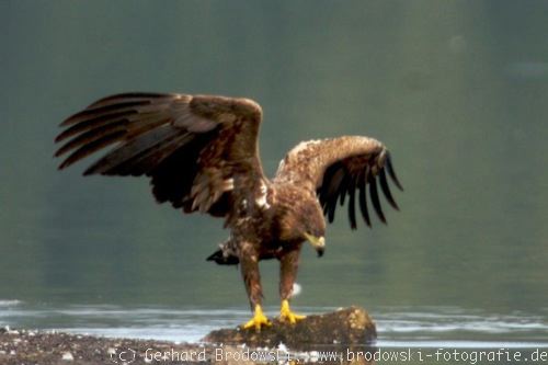 seeadler