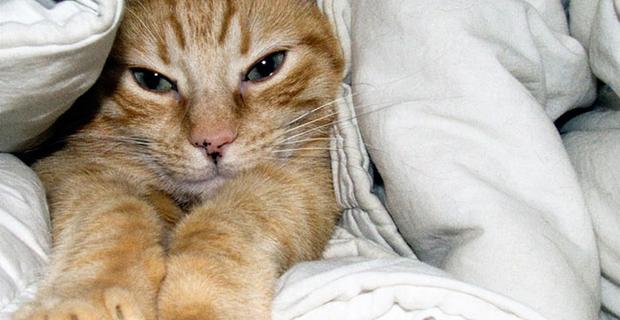 Bilder-Thread katzen-sollten-regelmaessig-entwurmt-wer