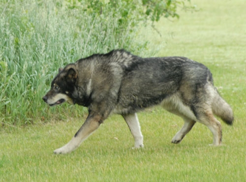wolfdog5