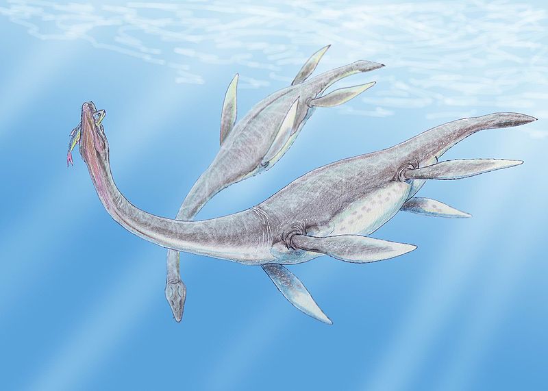 800px-Plesiosaurus 3DB