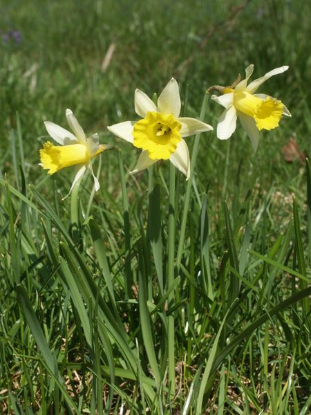 450px-Narcissus pseudonarcissus 030405