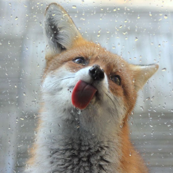 Bilder-Thread fox-window 2488028k-600x600