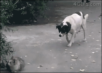 Dog sneaks up on cat