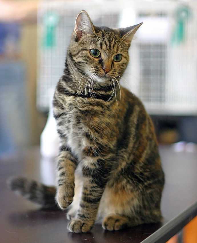 Female European shorthair in cat show He