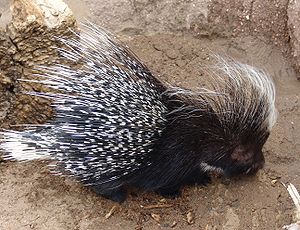 300px-African crested Porcupine -Hystrix