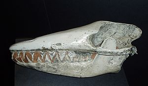 300px-Skull Pakicetus inachus